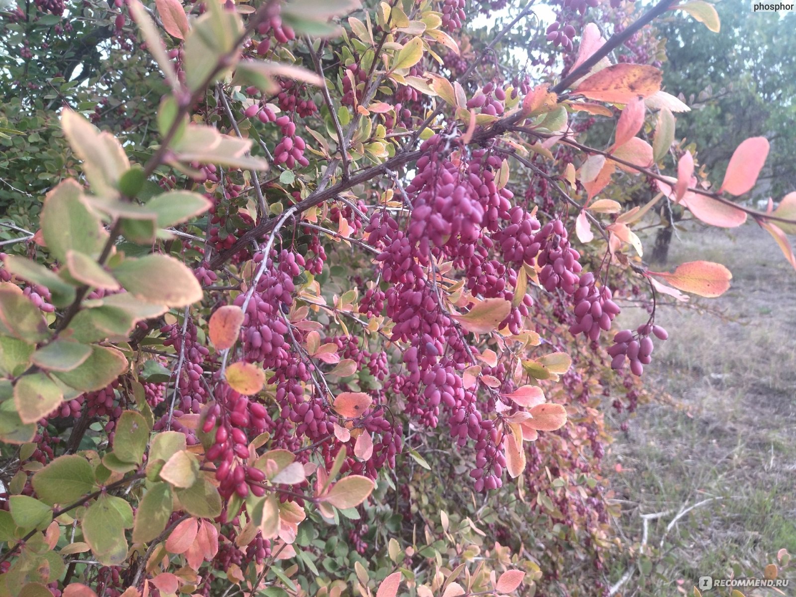 Барбарис кашгарский Барбарис кашгарский