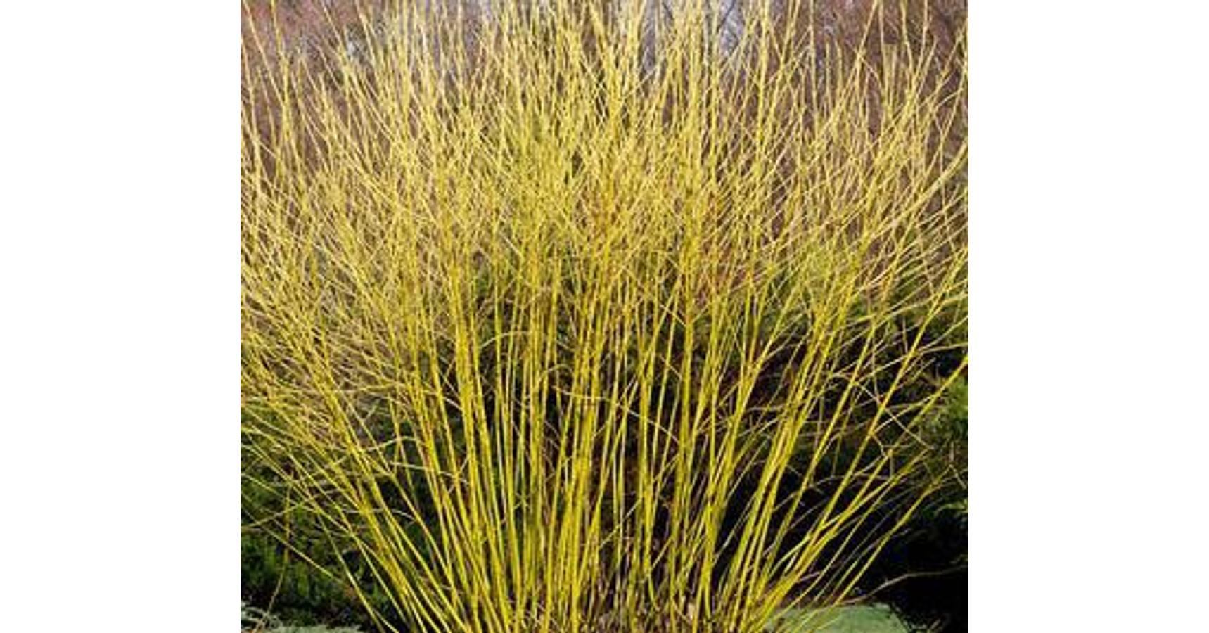 Дерен спорный Дерен спорный