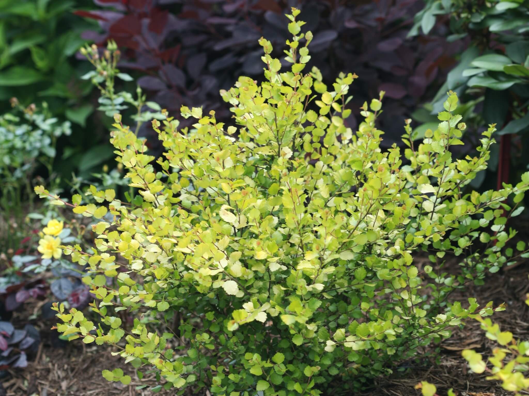 Береза карликовая Береза карликовая