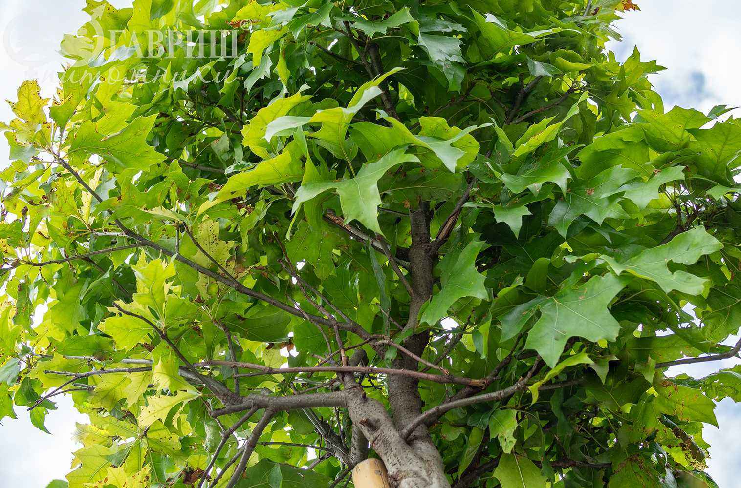 Дуб болотный