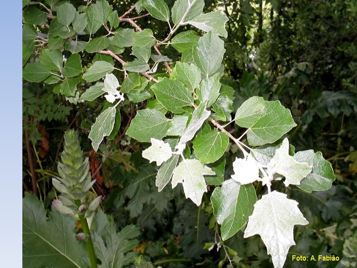 Тополь пирамидальный