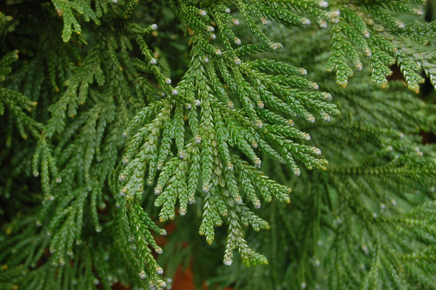 Туевик Туевик