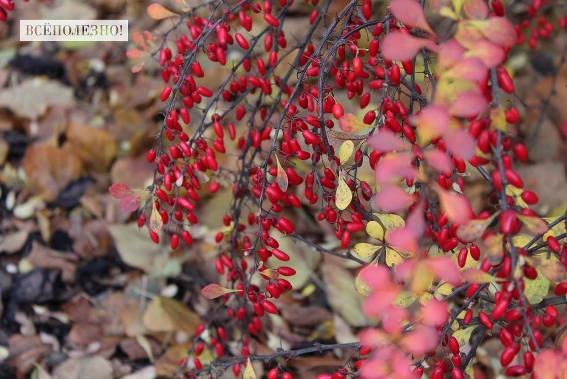 Барбарис канадский