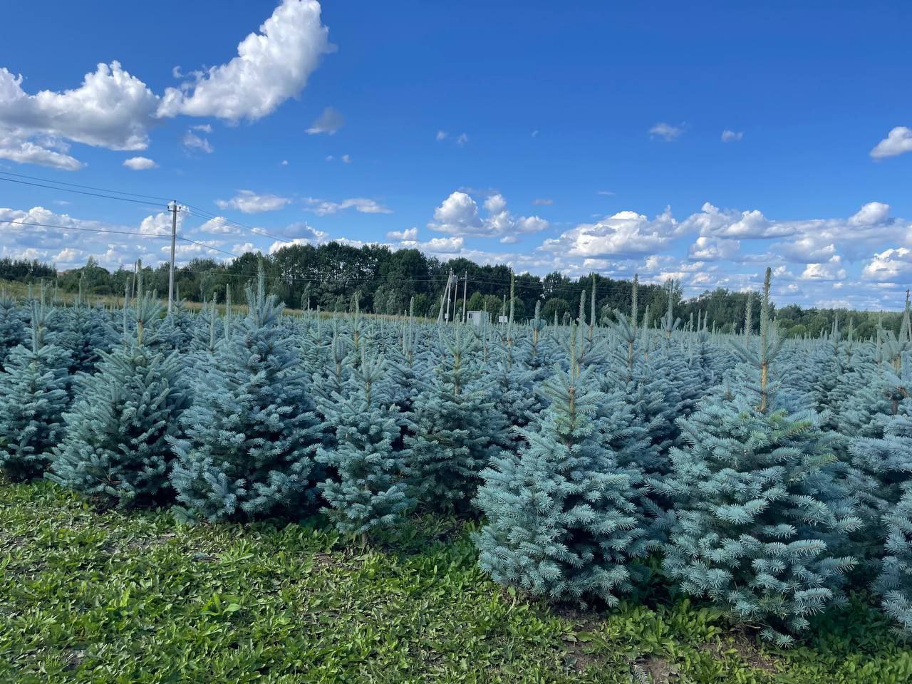 Ель колючая