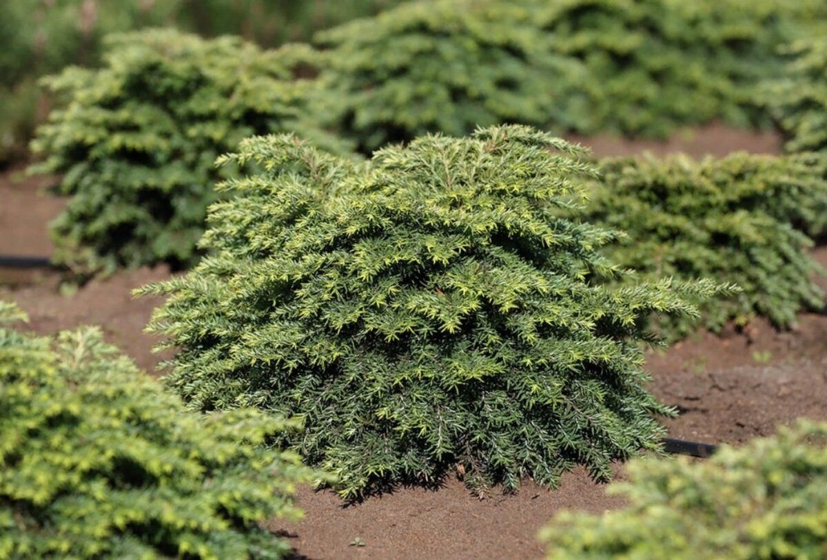 Тсуга Тсуга