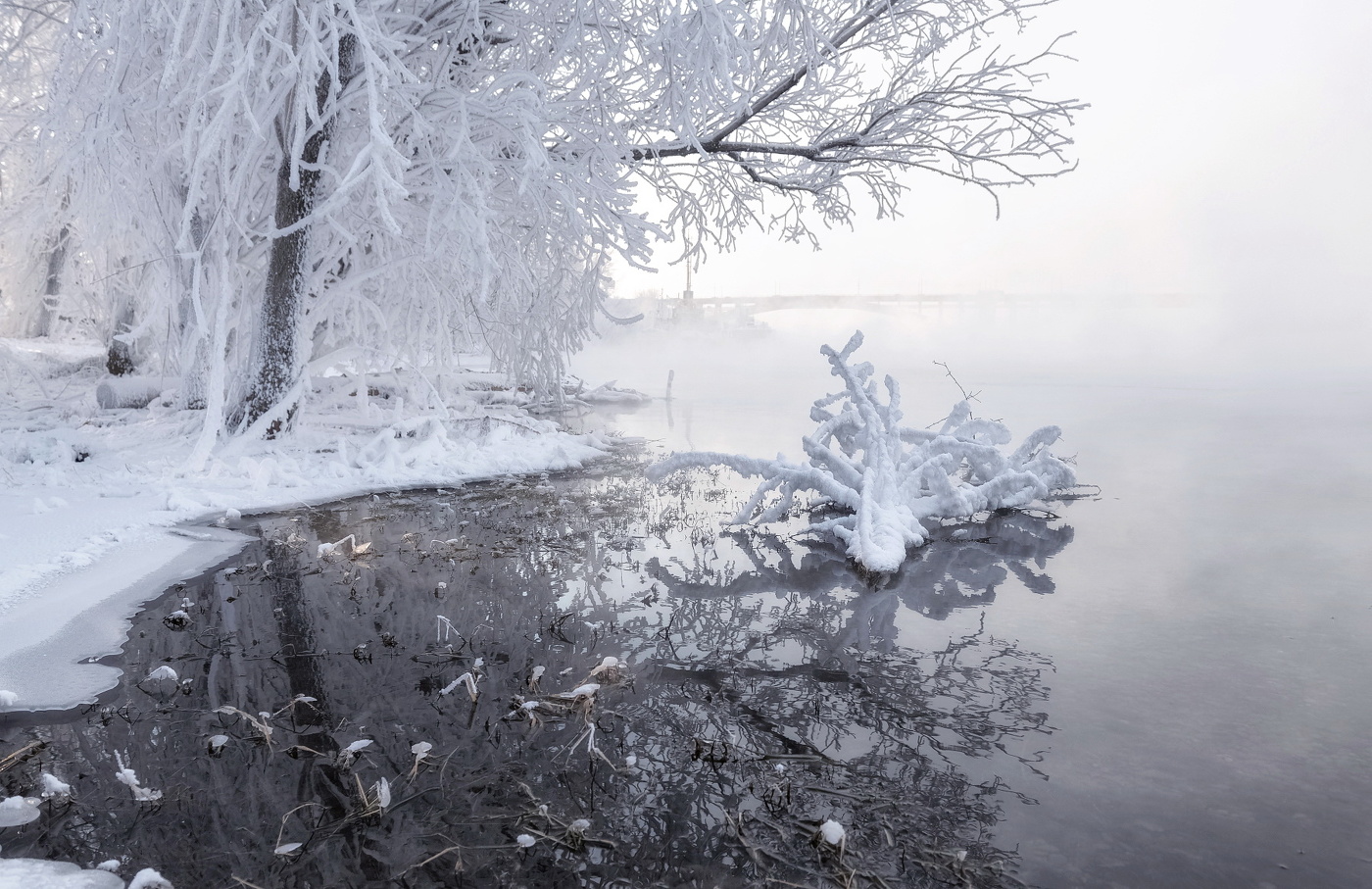 Барбарис сибирский Барбарис сибирский