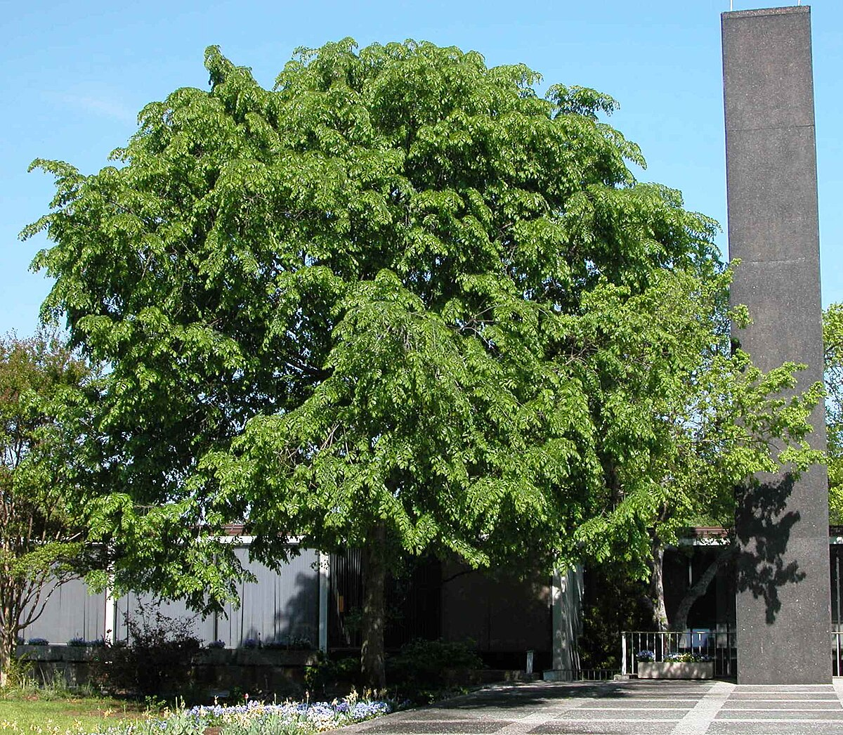 Вяз японский