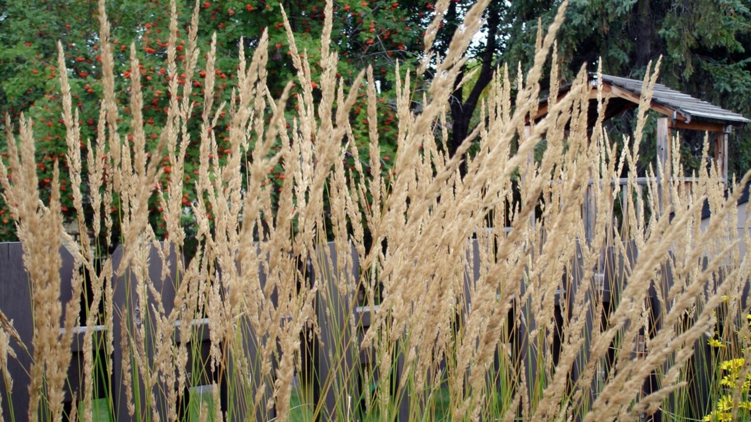 Вейник Вейник