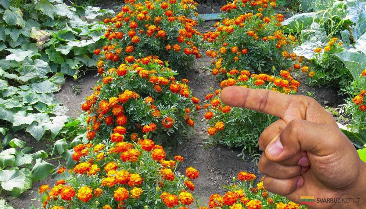 Бархатцевые Бархатцевые