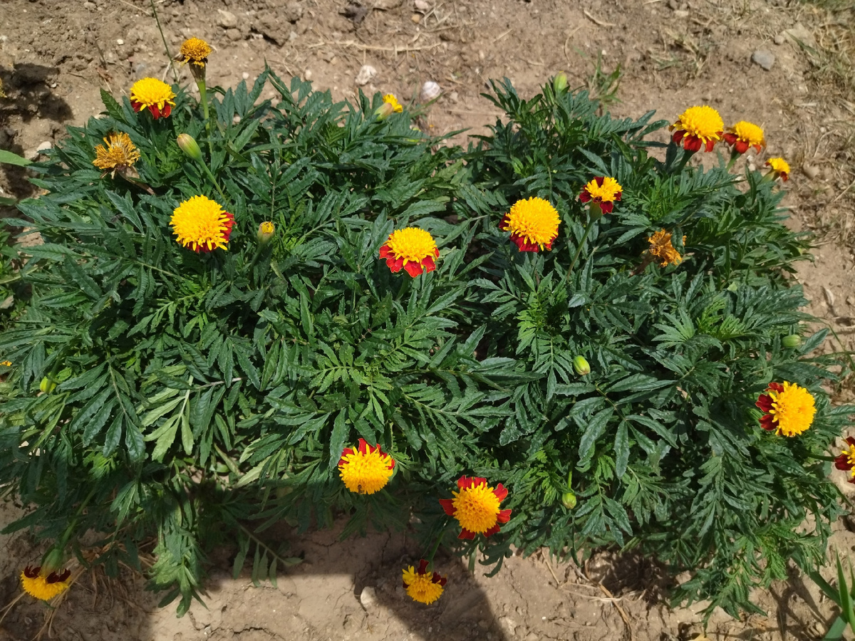 Бархатцы мелкоцветные