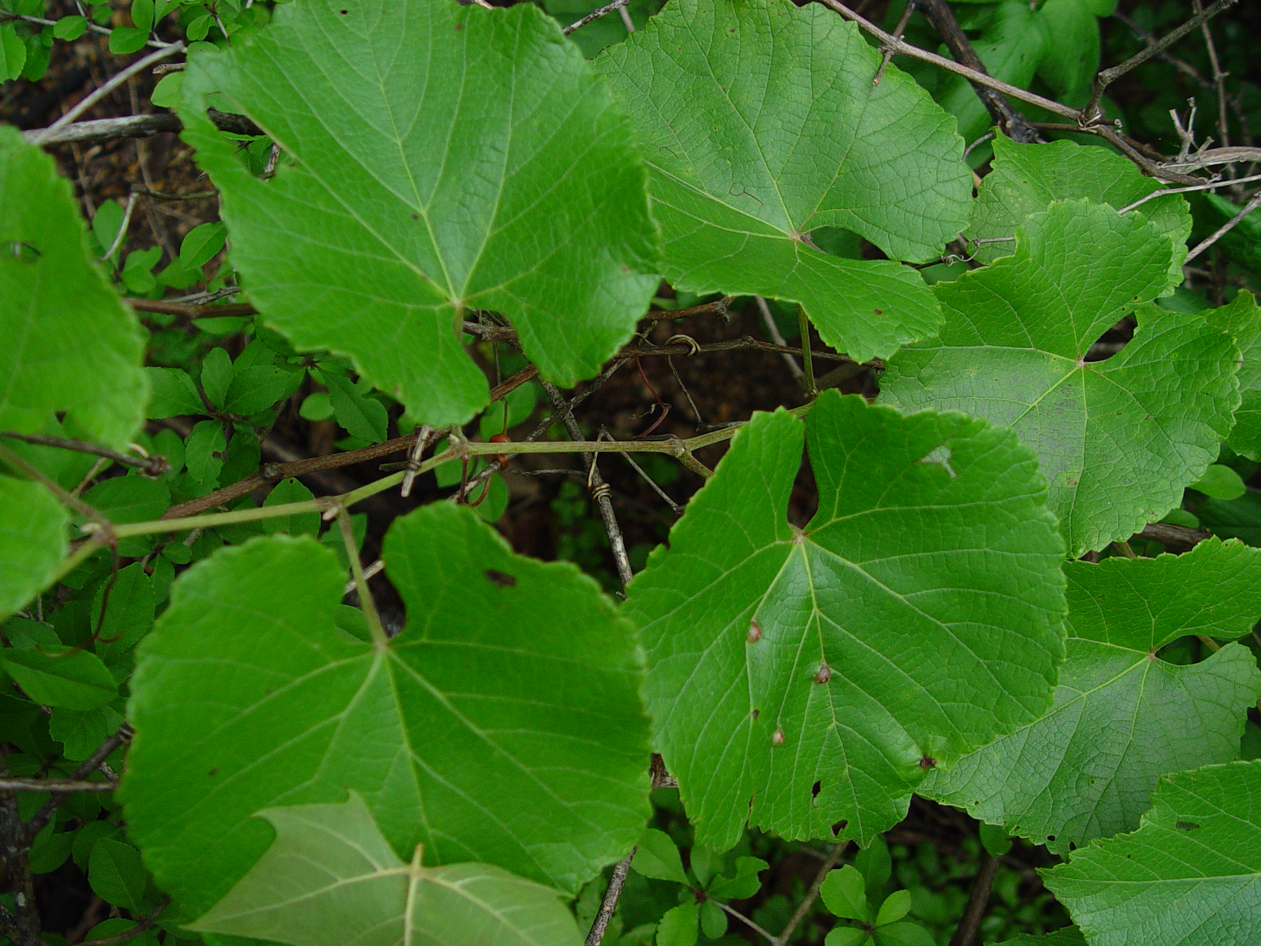 Виноград Монтикола Виноград Монтикола