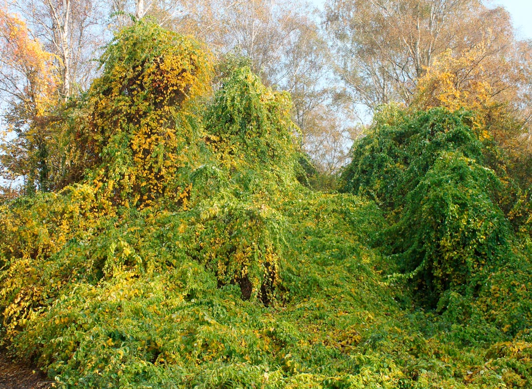 Древогубец Генри