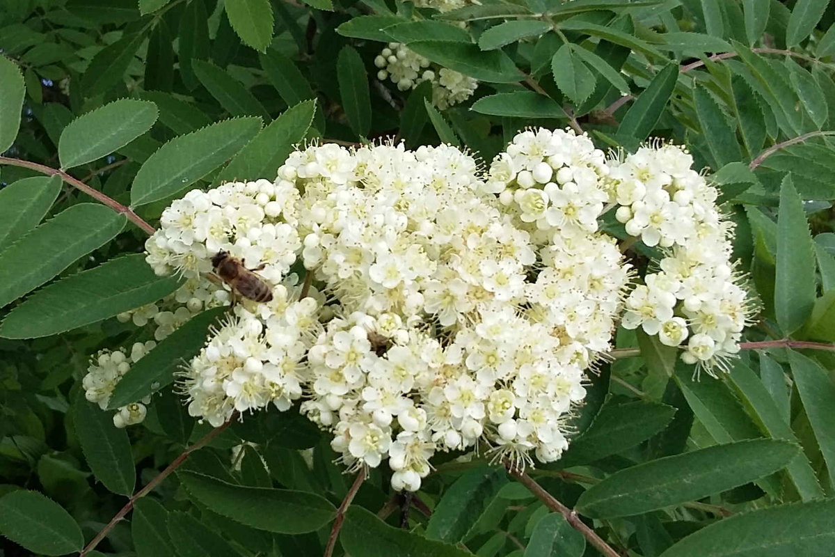 Рябина обыкновенная