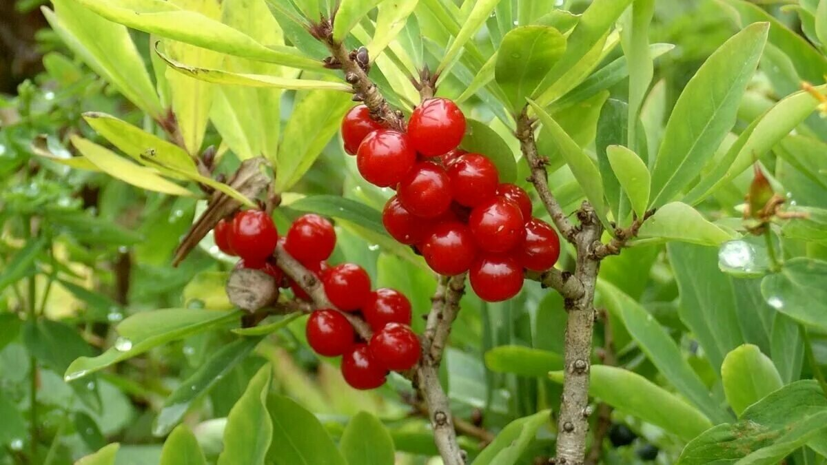 Волчье лыко