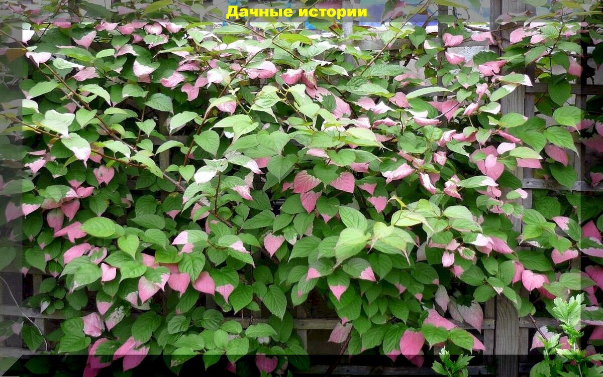 Актинидия коломикта