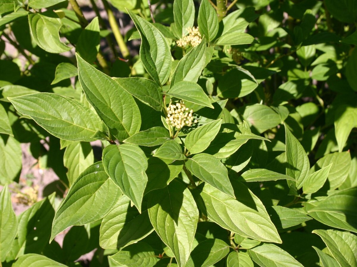 Дерен отпрысковый