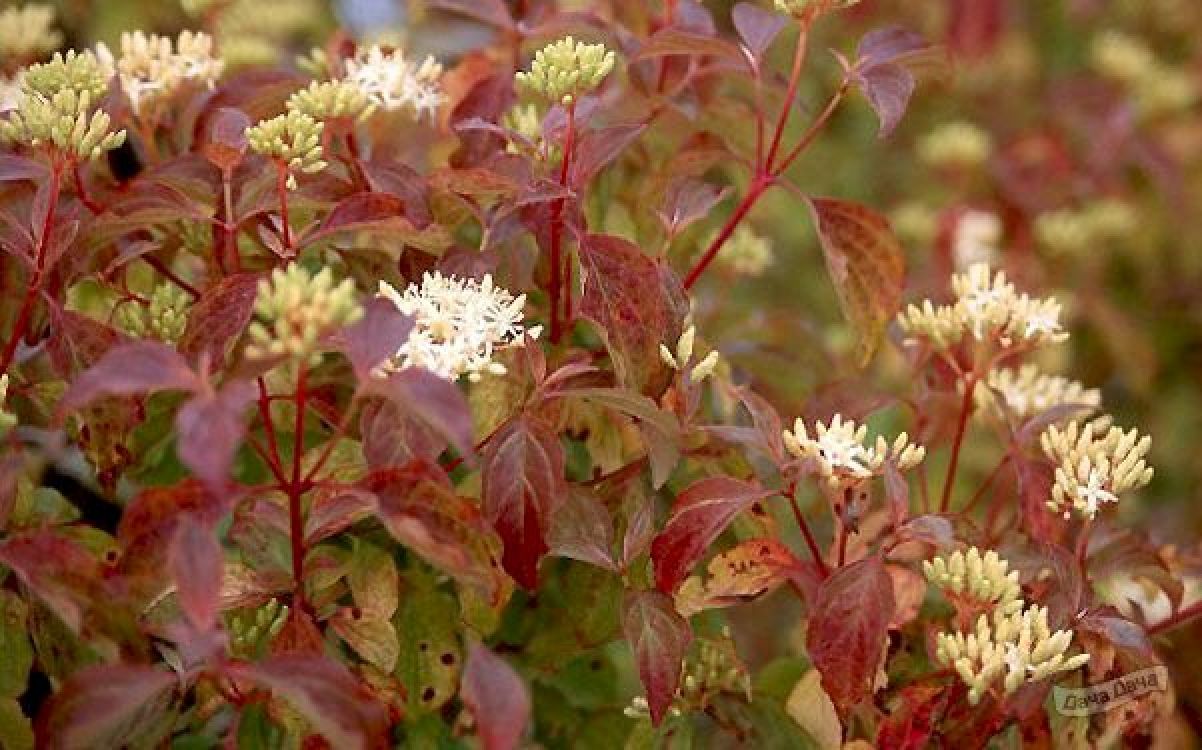 Дерен кроваво-красный Дерен кроваво-красный