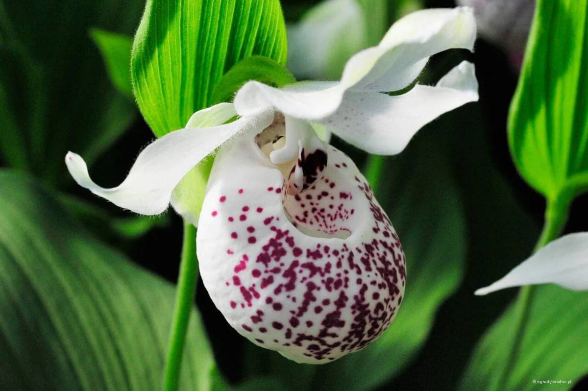 Башмачок белоснежный Башмачок белоснежный