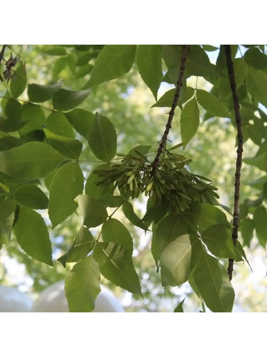 Ясень пенсильванский