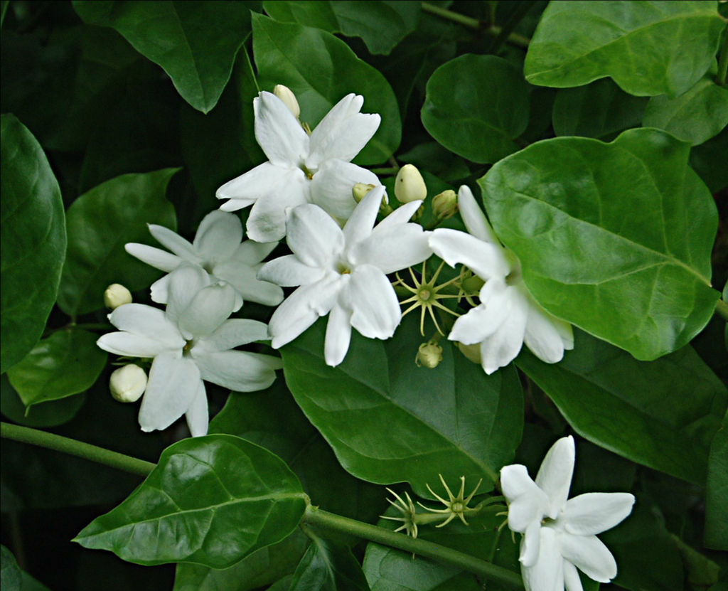 Жасмин самбак