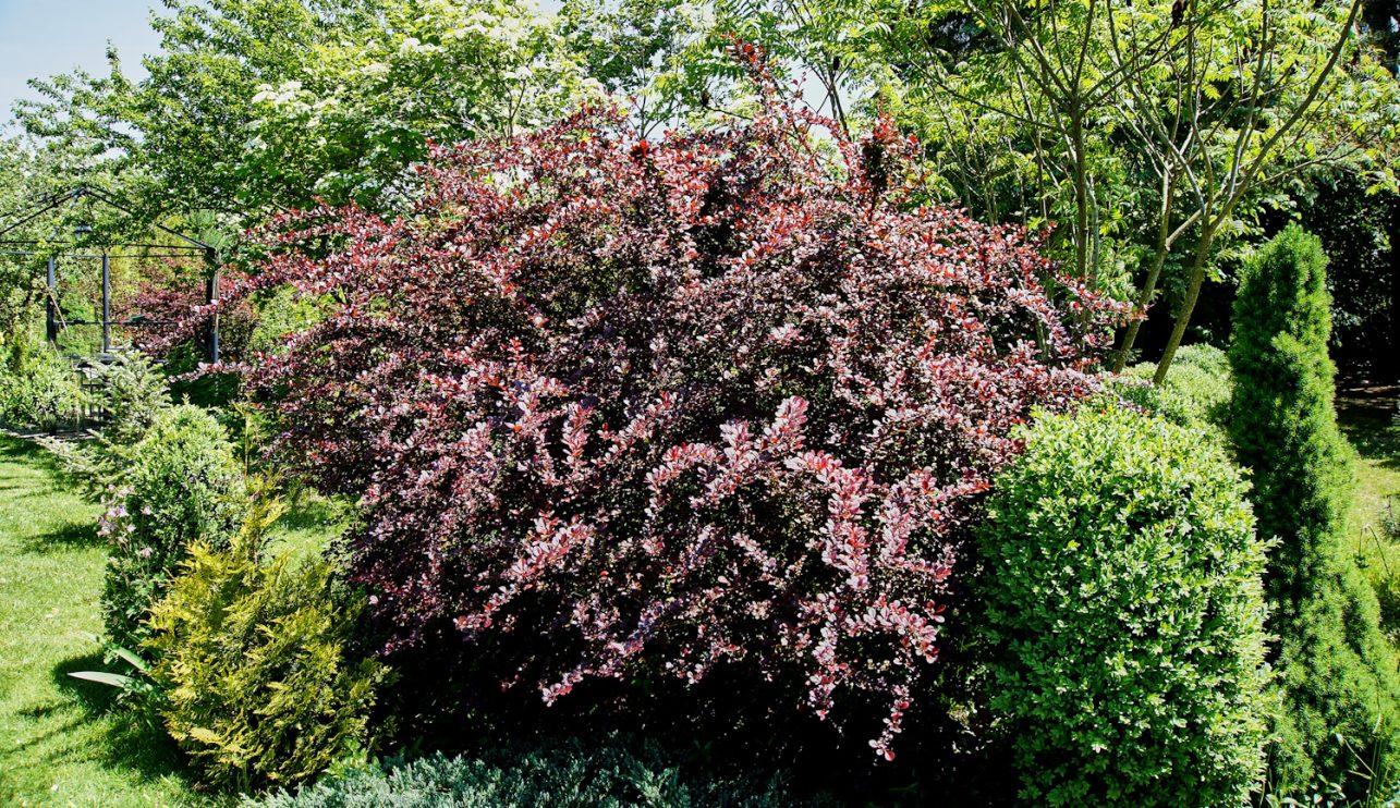 Барбарис оттавский Барбарис оттавский