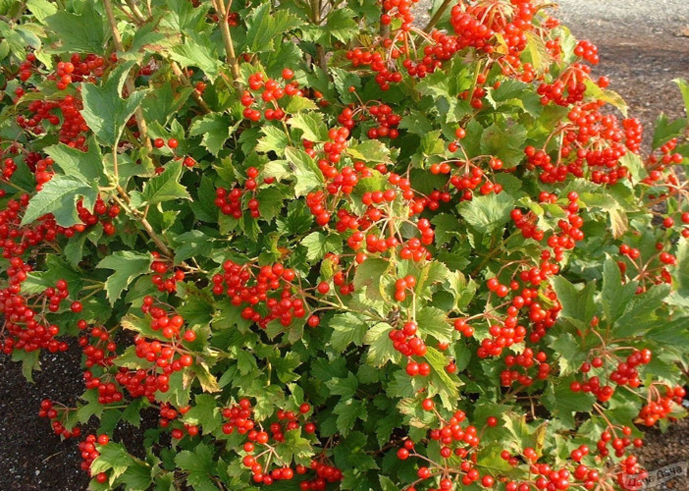 Калина полезная Калина полезная