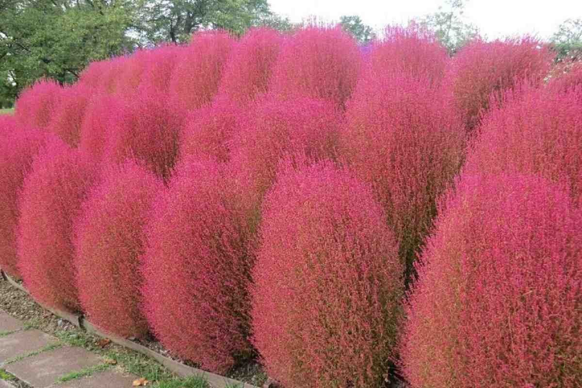 Бассия веничная Бассия веничная