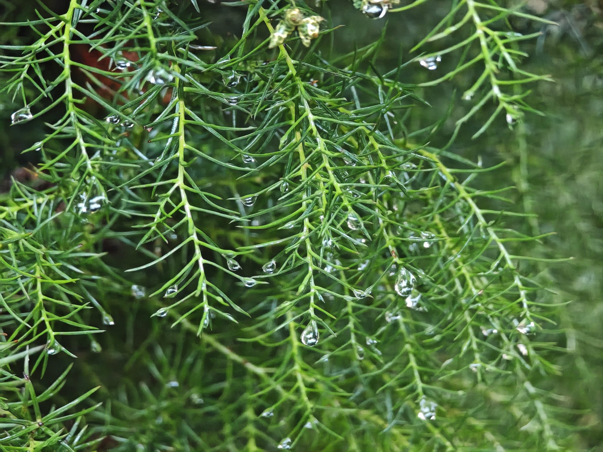 Сосна кедровая сибирская