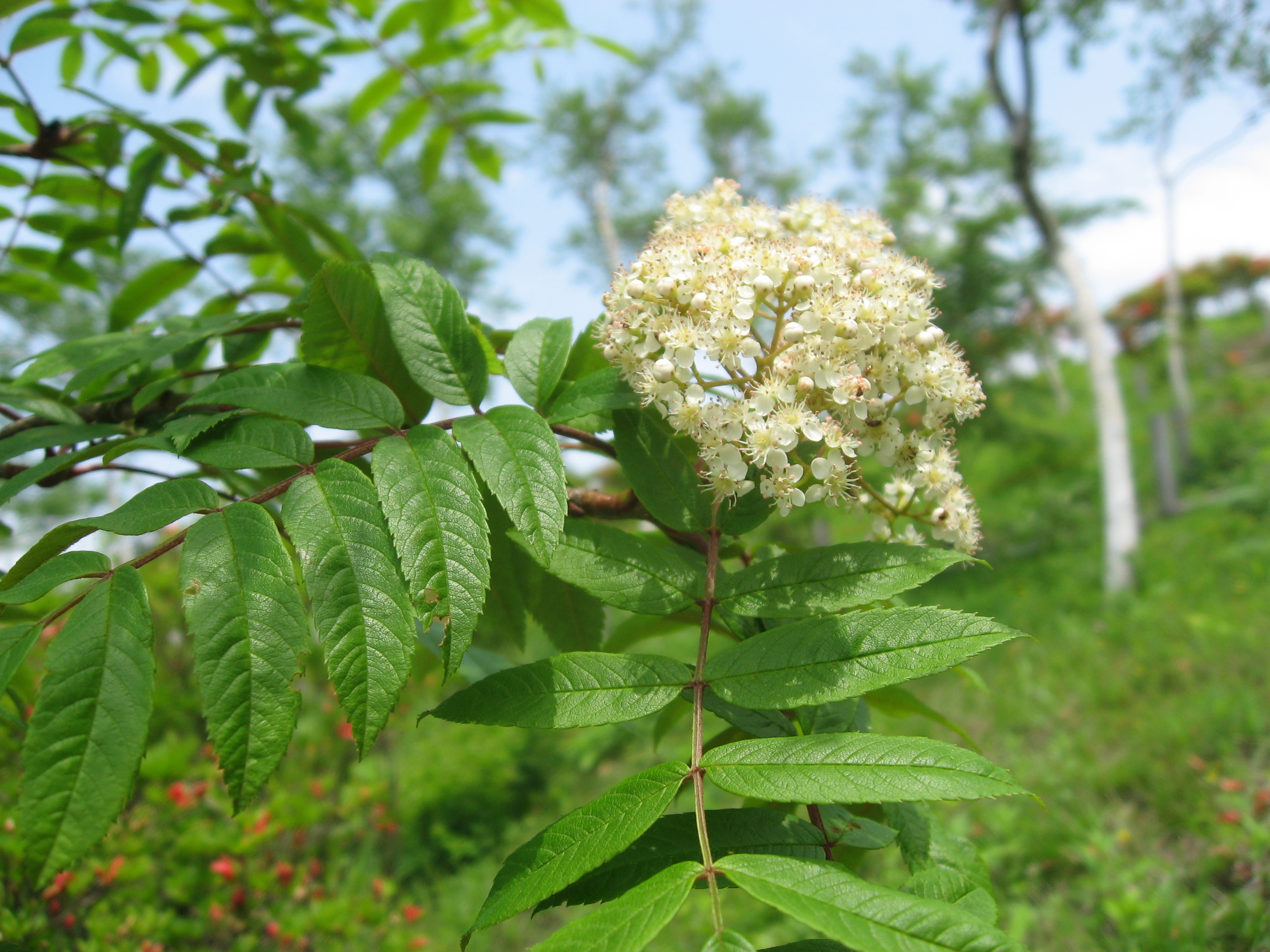 Рябина смешанная