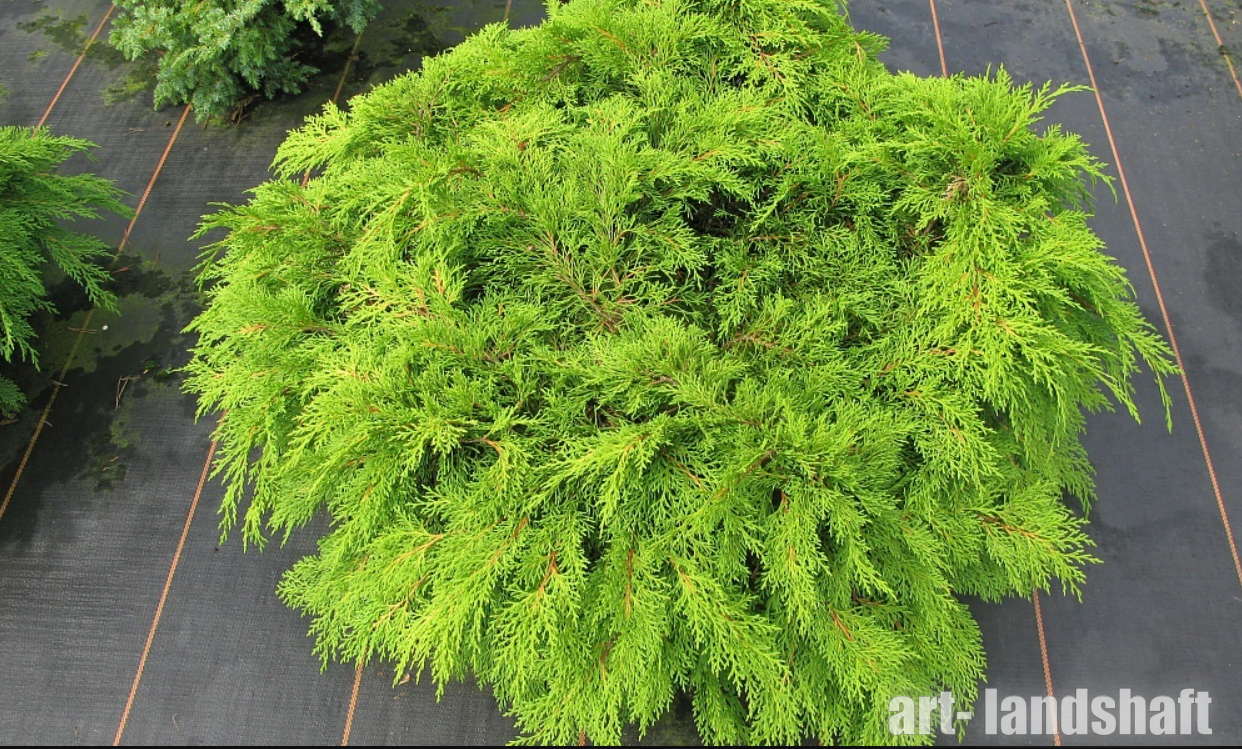 Микробиота