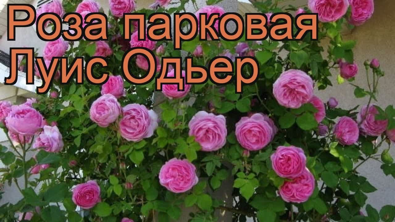 Роза плетистая Парад