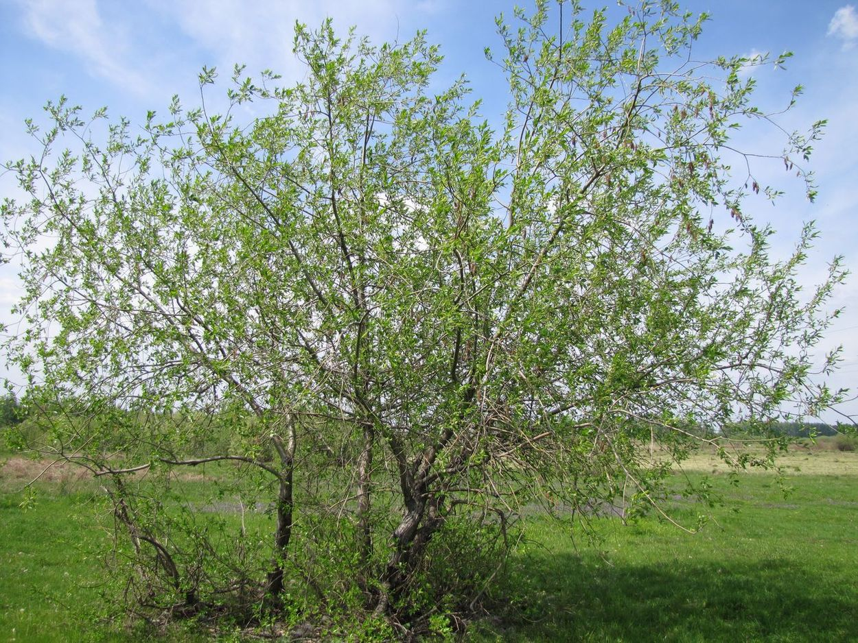 Ива пятитычинковая