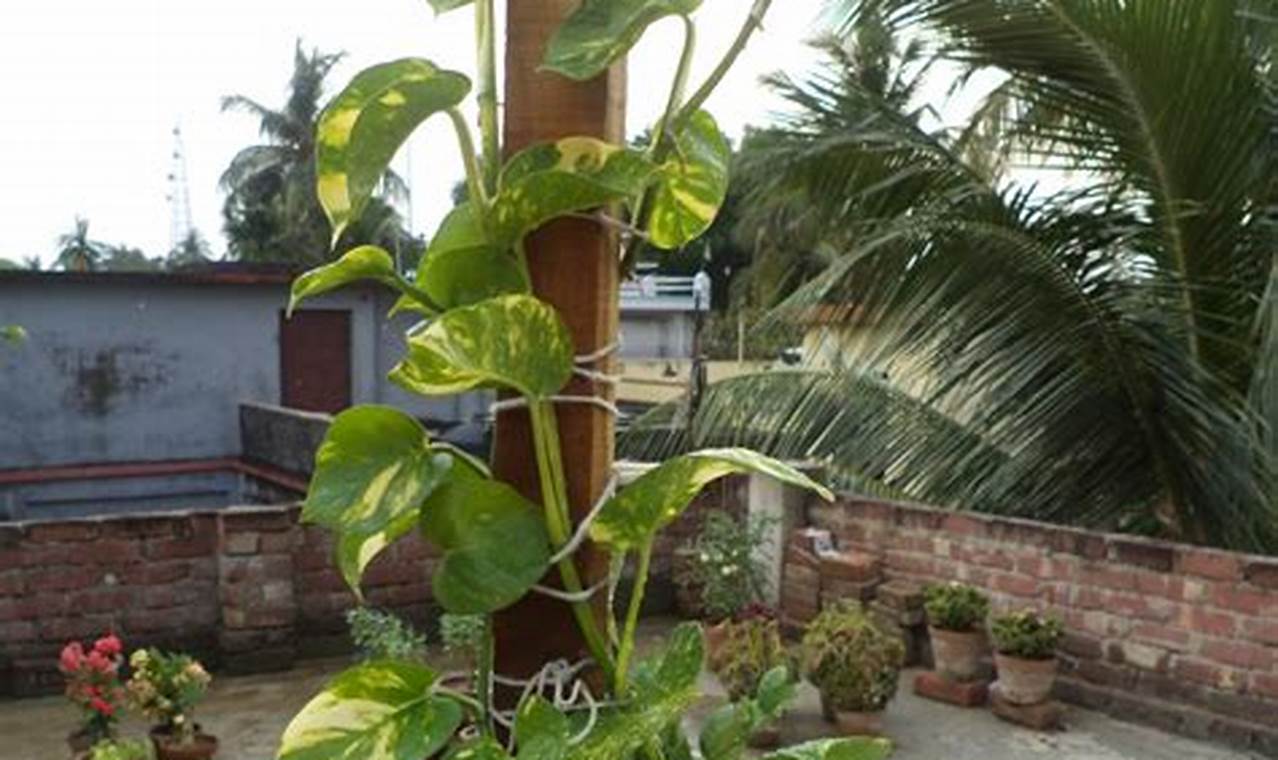 Луносемянник золотистый