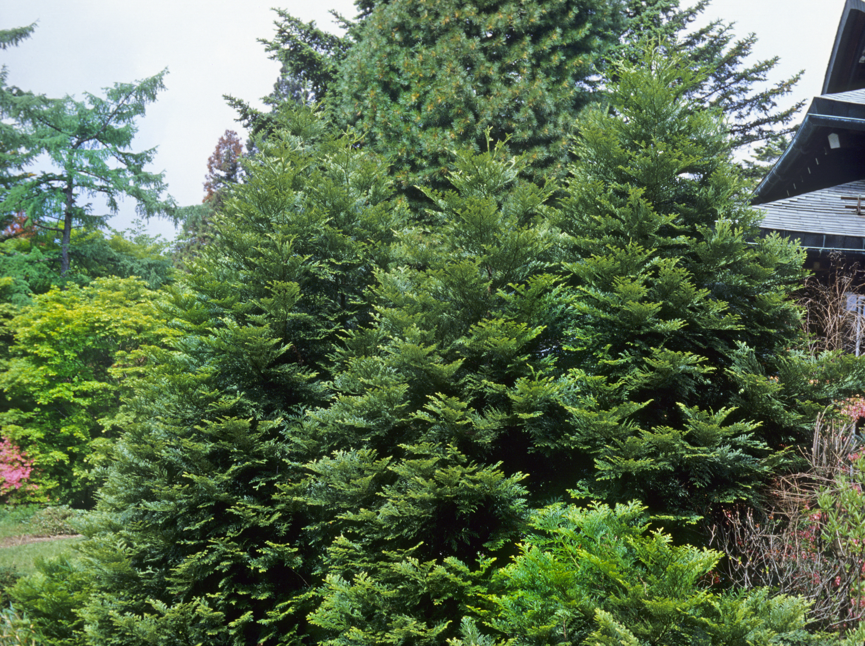 Туевик Туевик