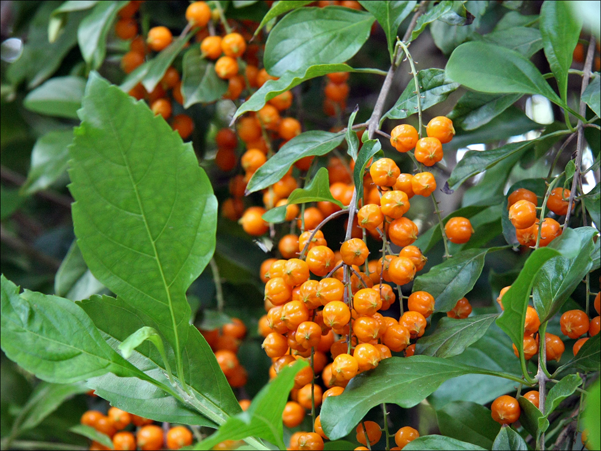 Древогубец розовый