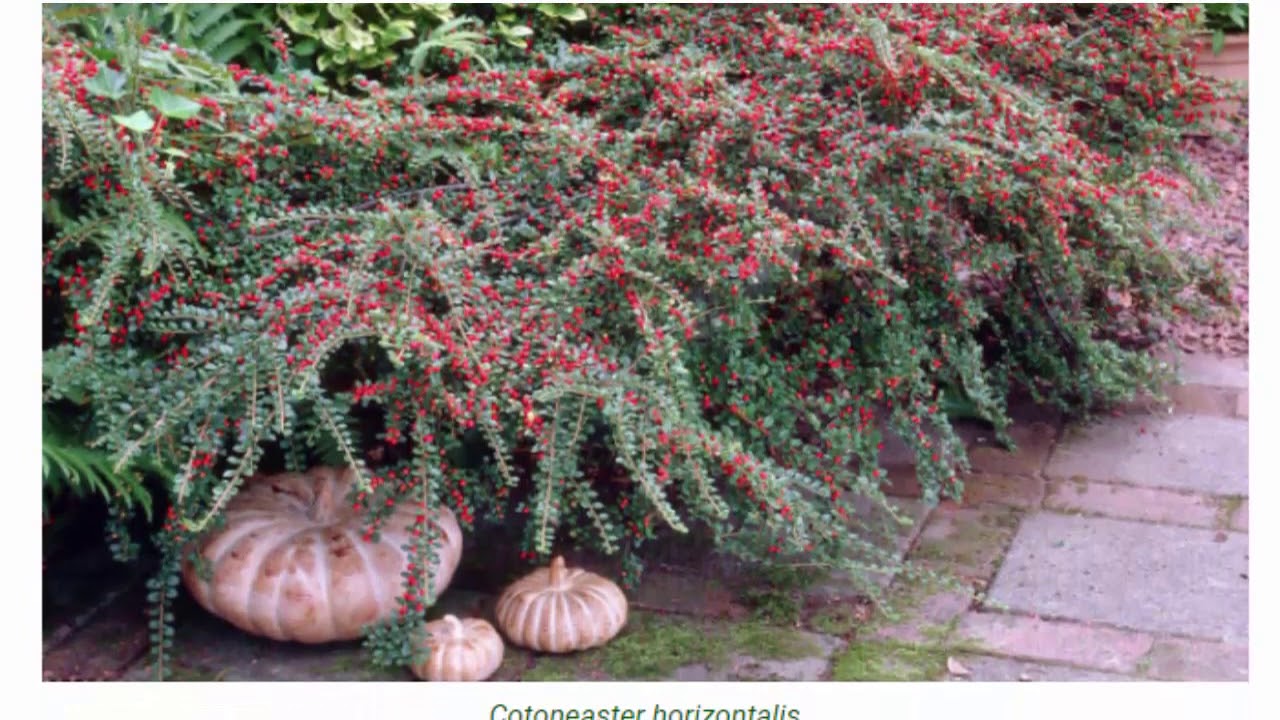 Кизильник Кизильник