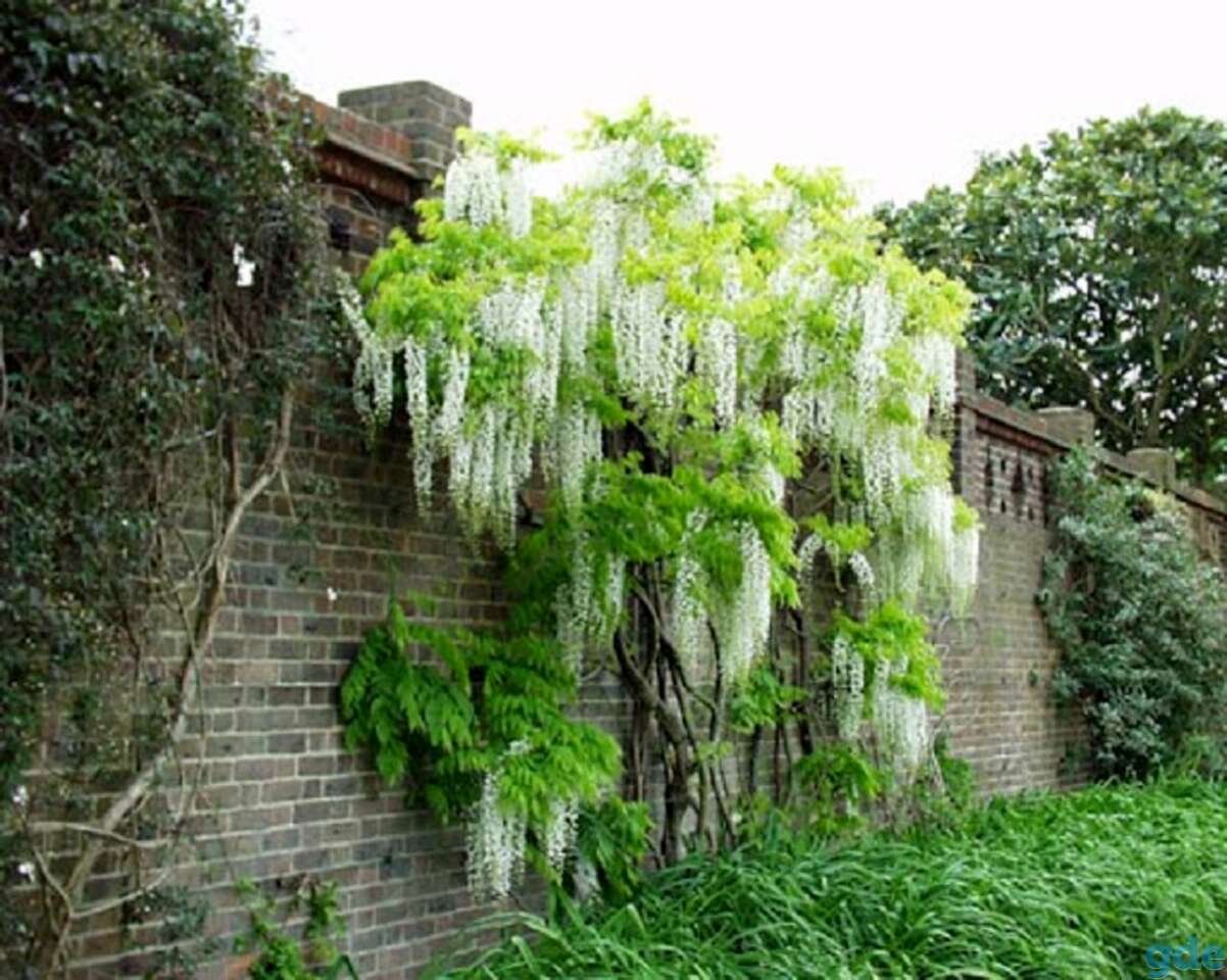 Глициния пушистая