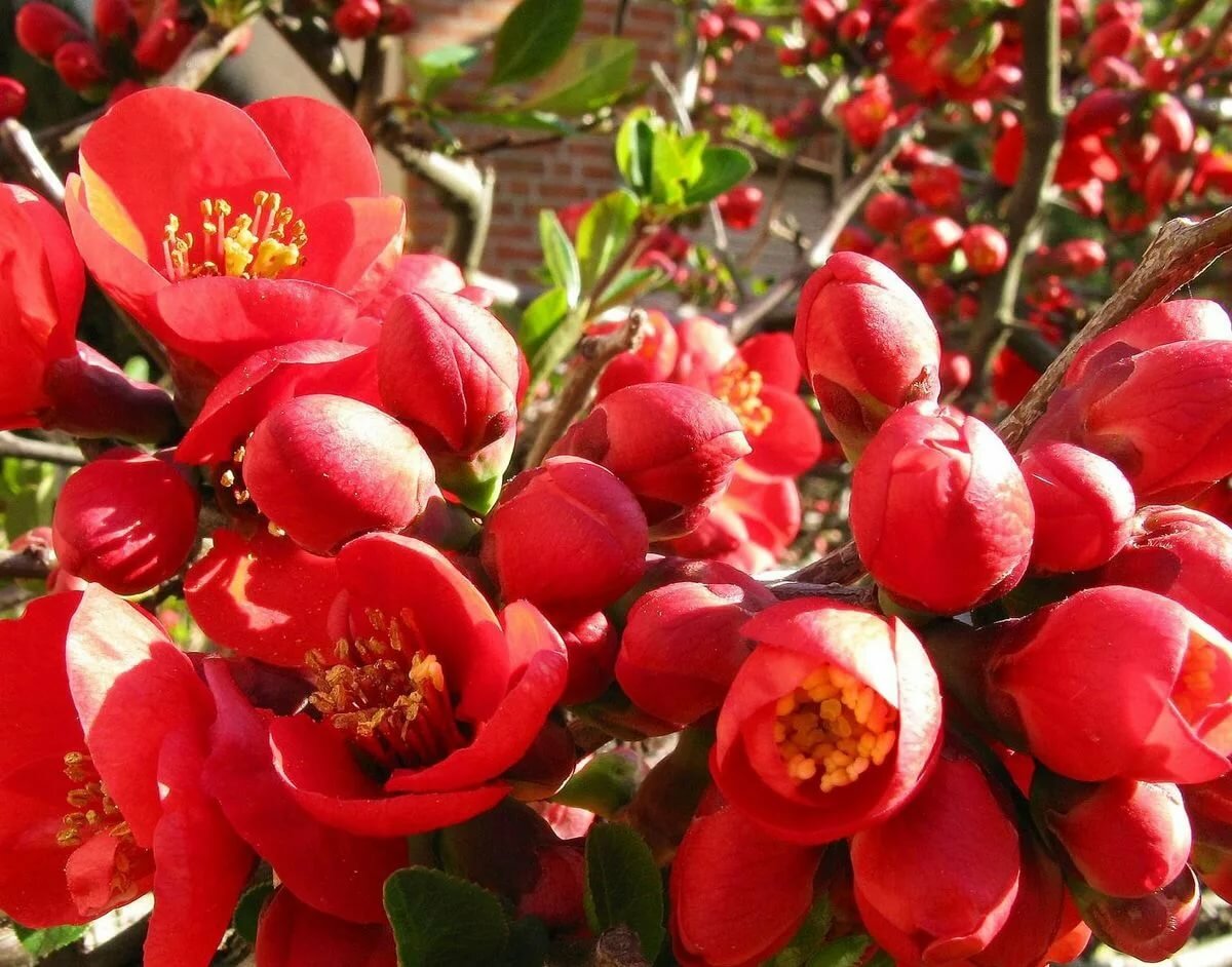 Айва прекрасная Айва прекрасная