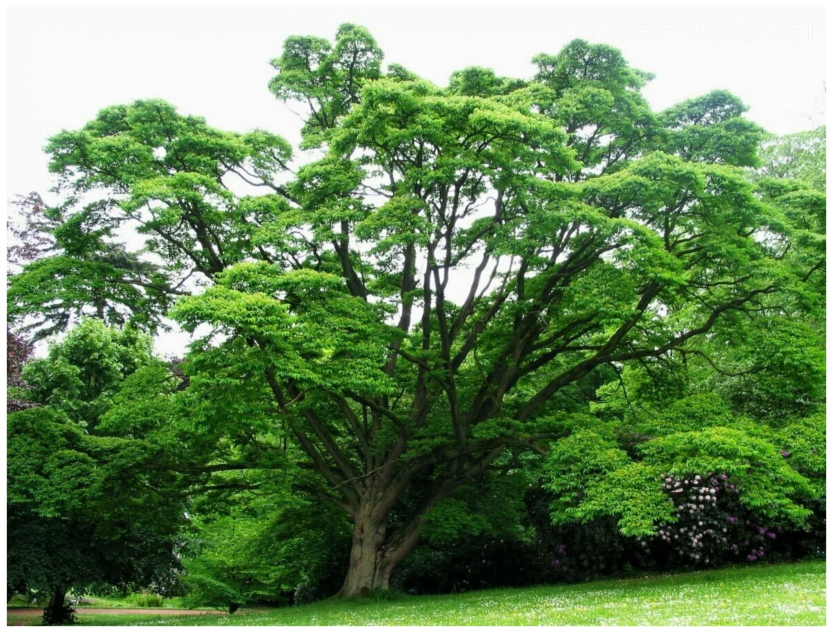 Бархат амурский