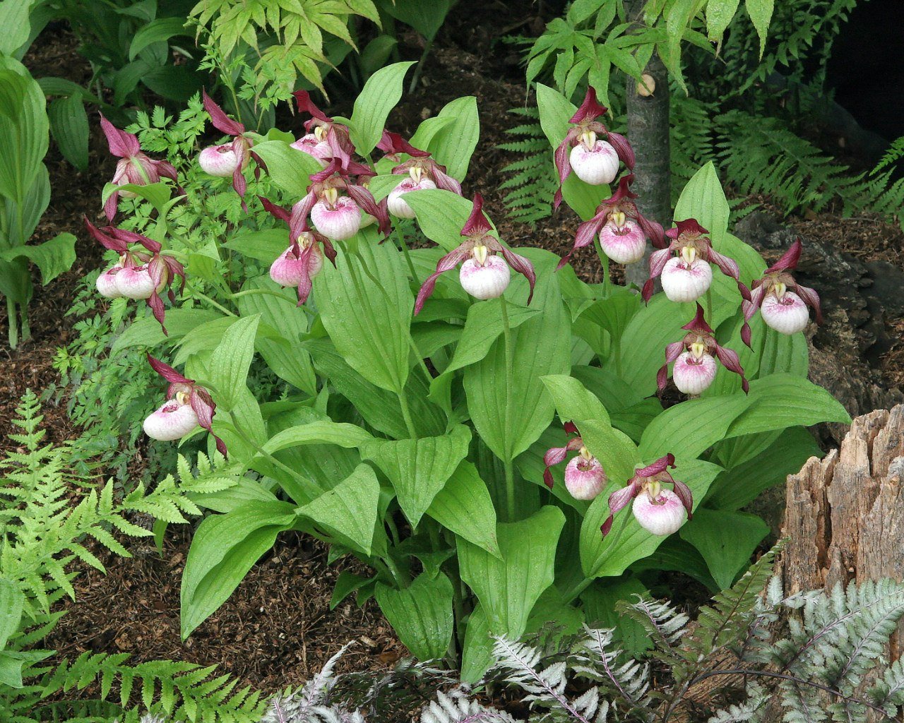 Башмачок тибетский