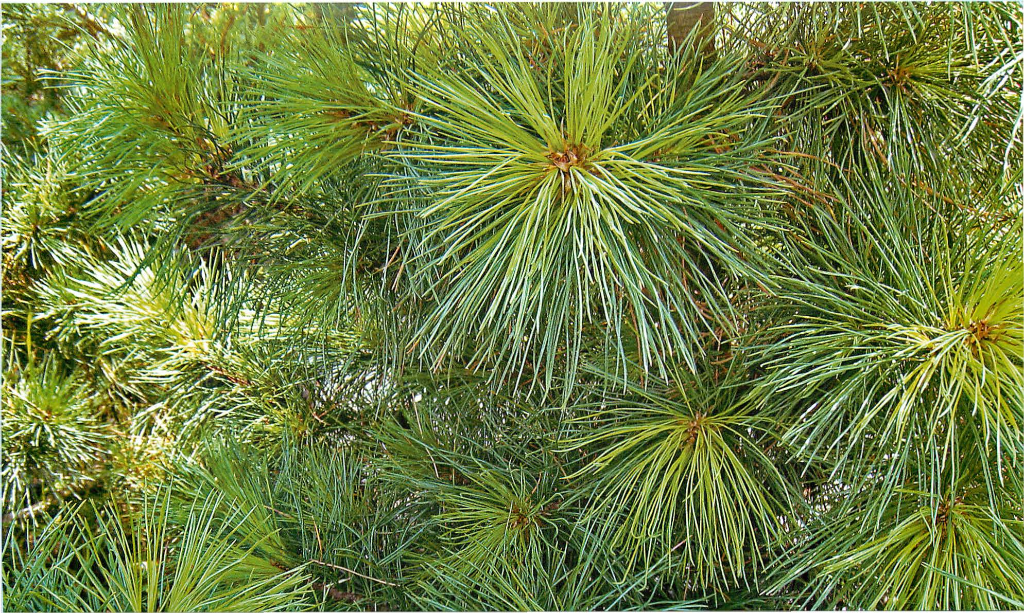 Сосна кедровая сибирская