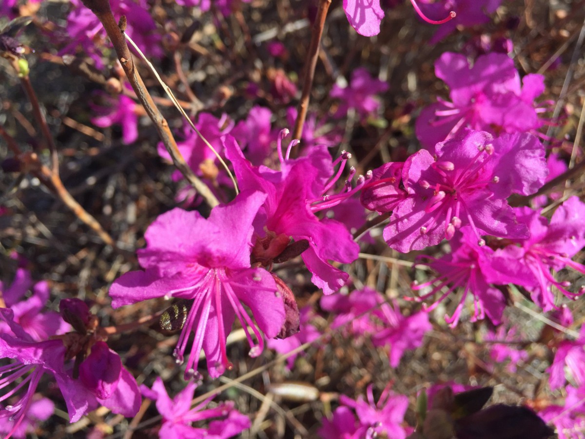 Багульник стелющийся Багульник стелющийся