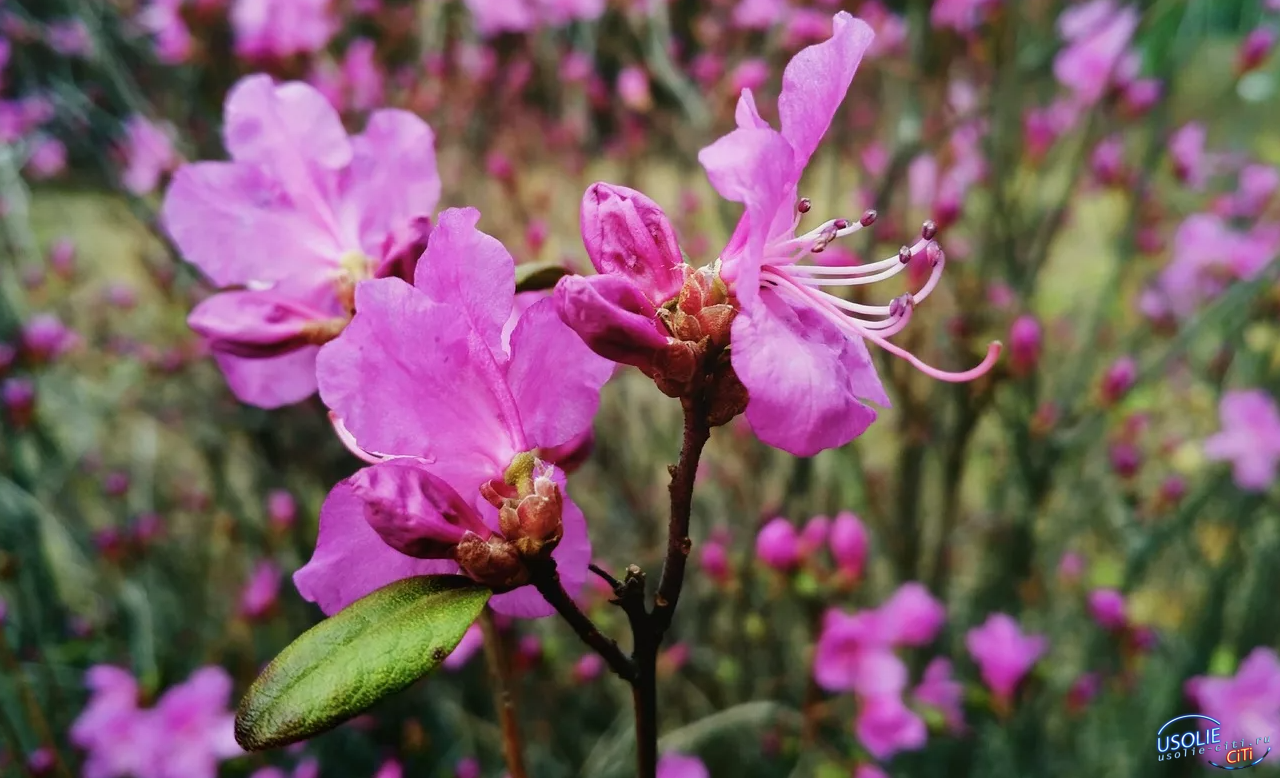 Багульник крупнолистный