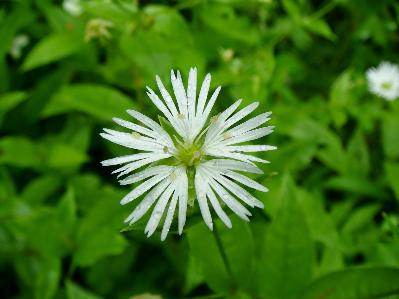 Бахромчатолепестник лучистый