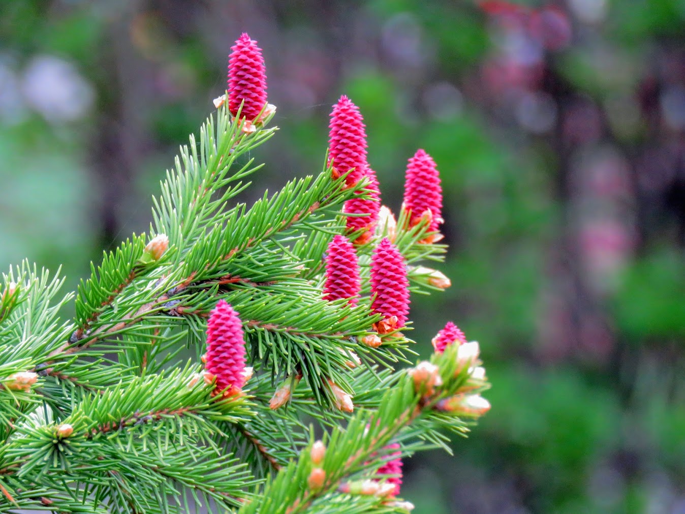 Ель аянская