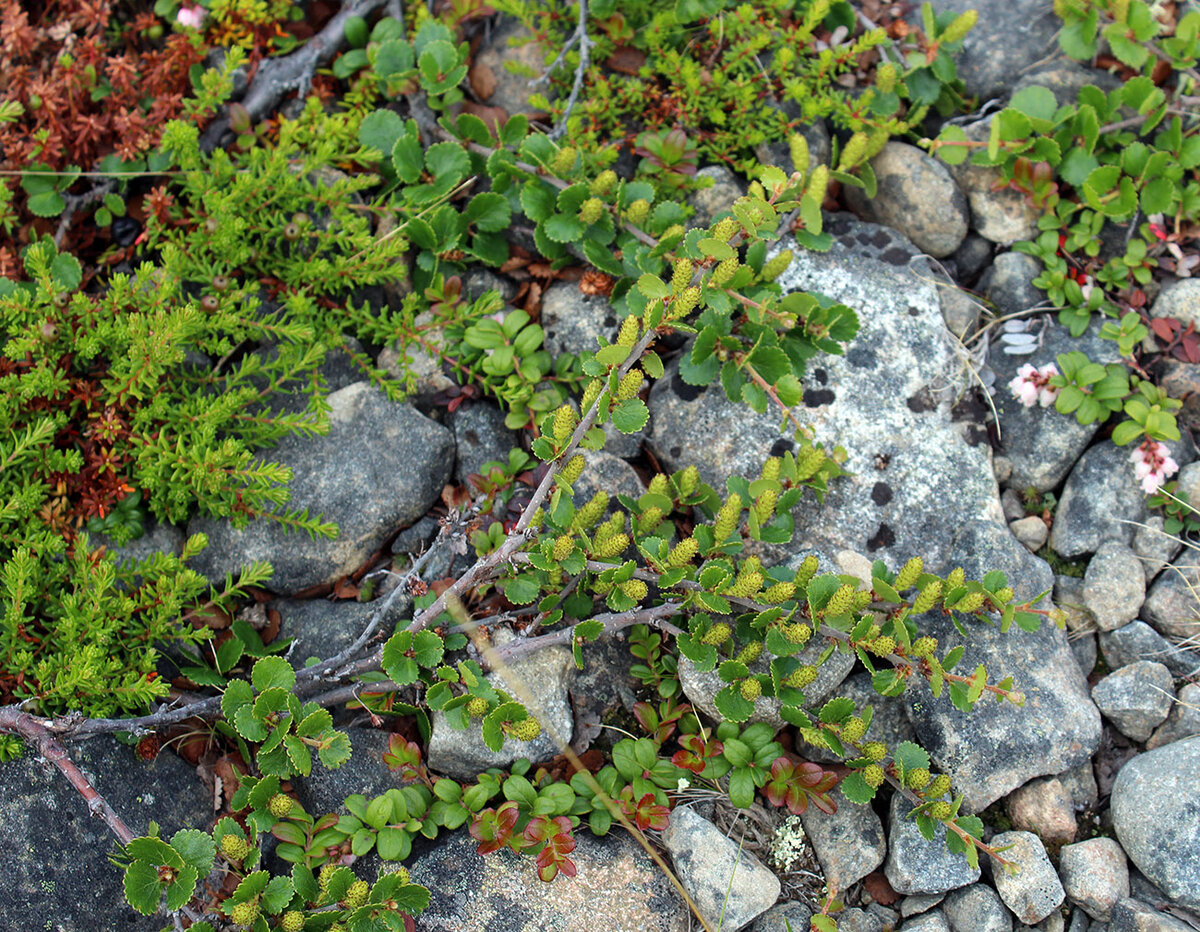 Береза карликовая Береза карликовая