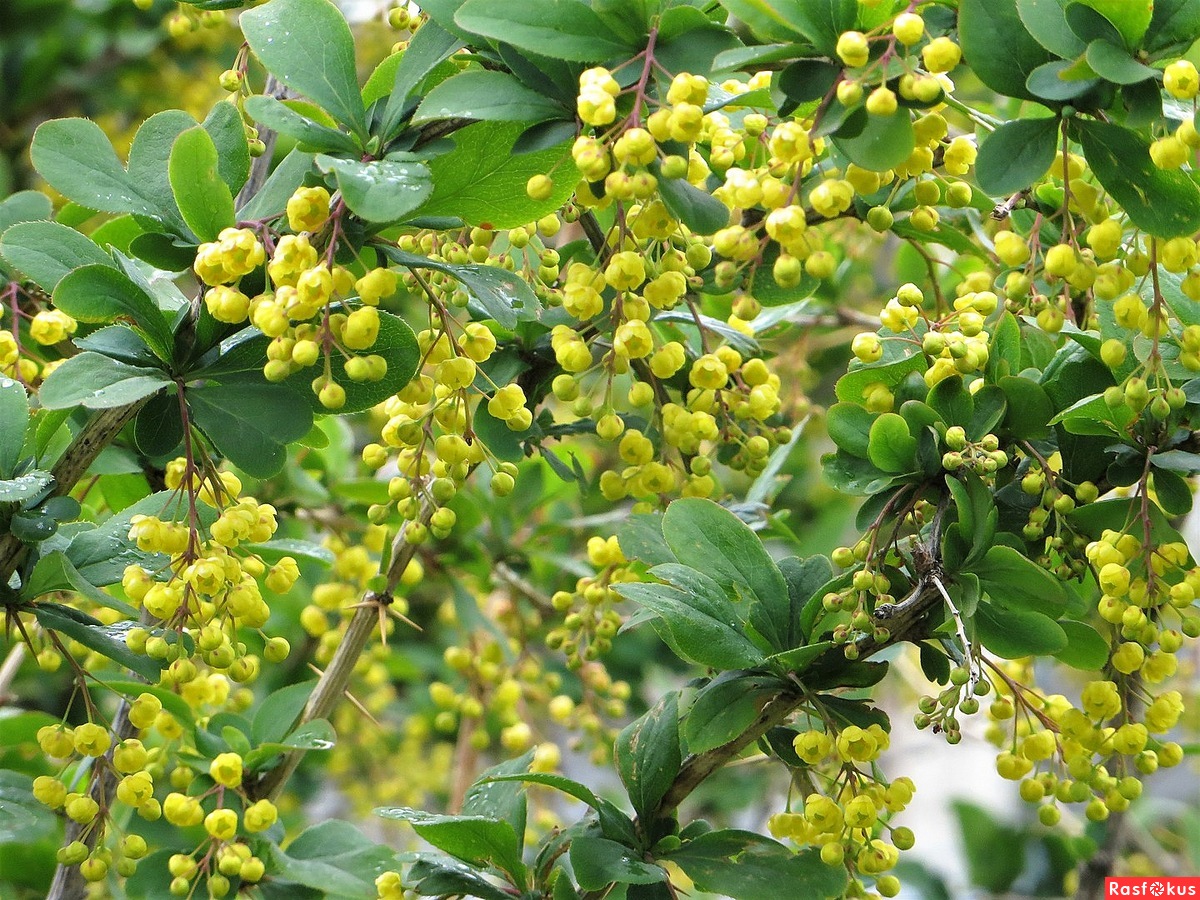 Барбарис кашгарский Барбарис кашгарский