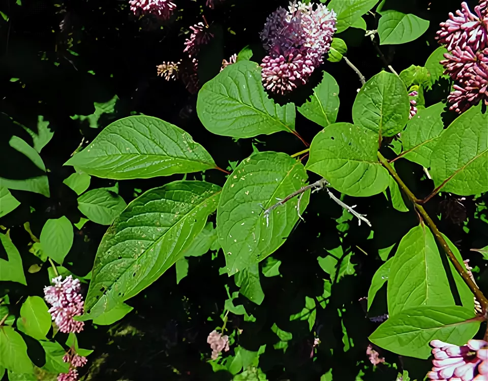 Сирень мохнатая Сирень мохнатая