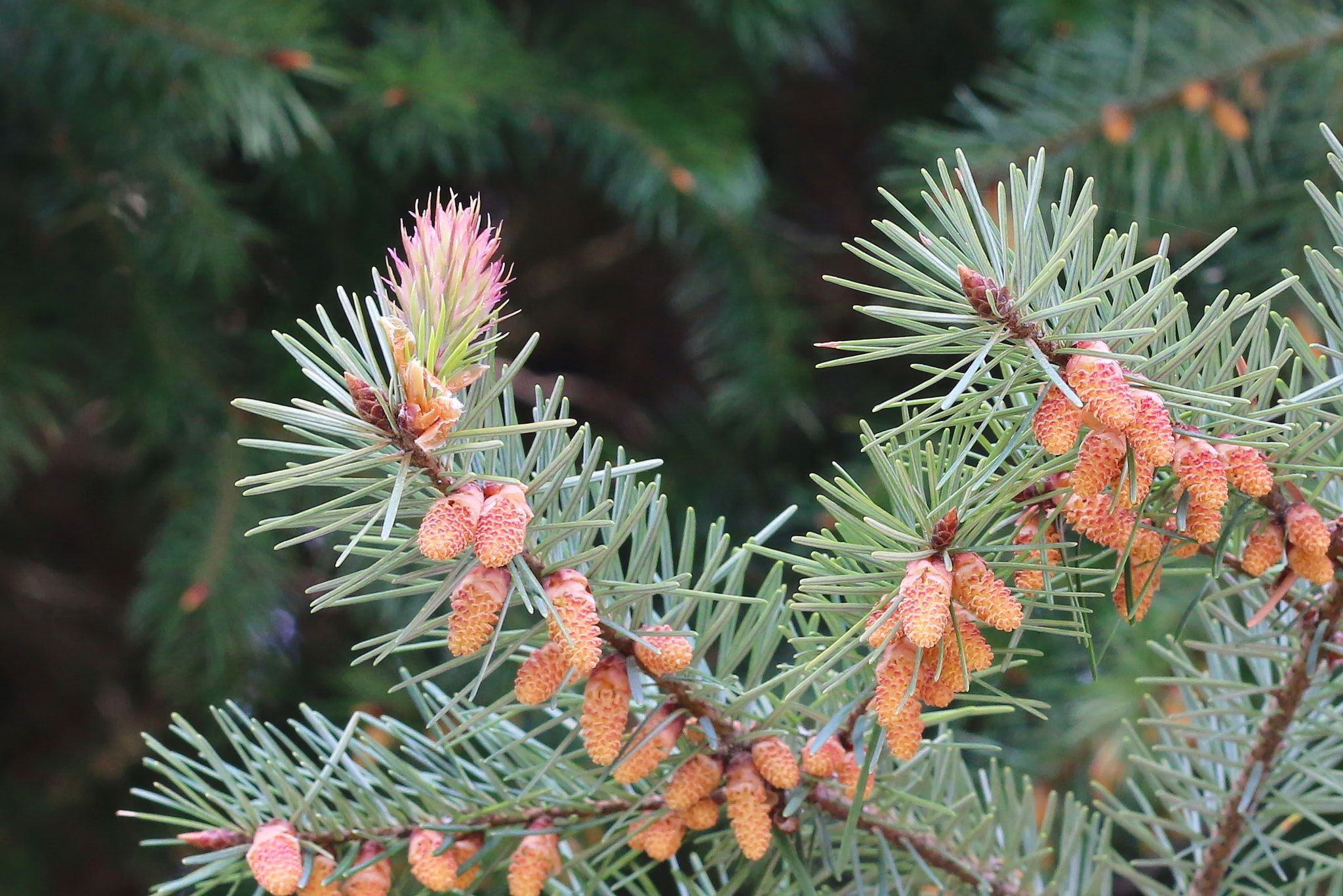 Псевдотсуга