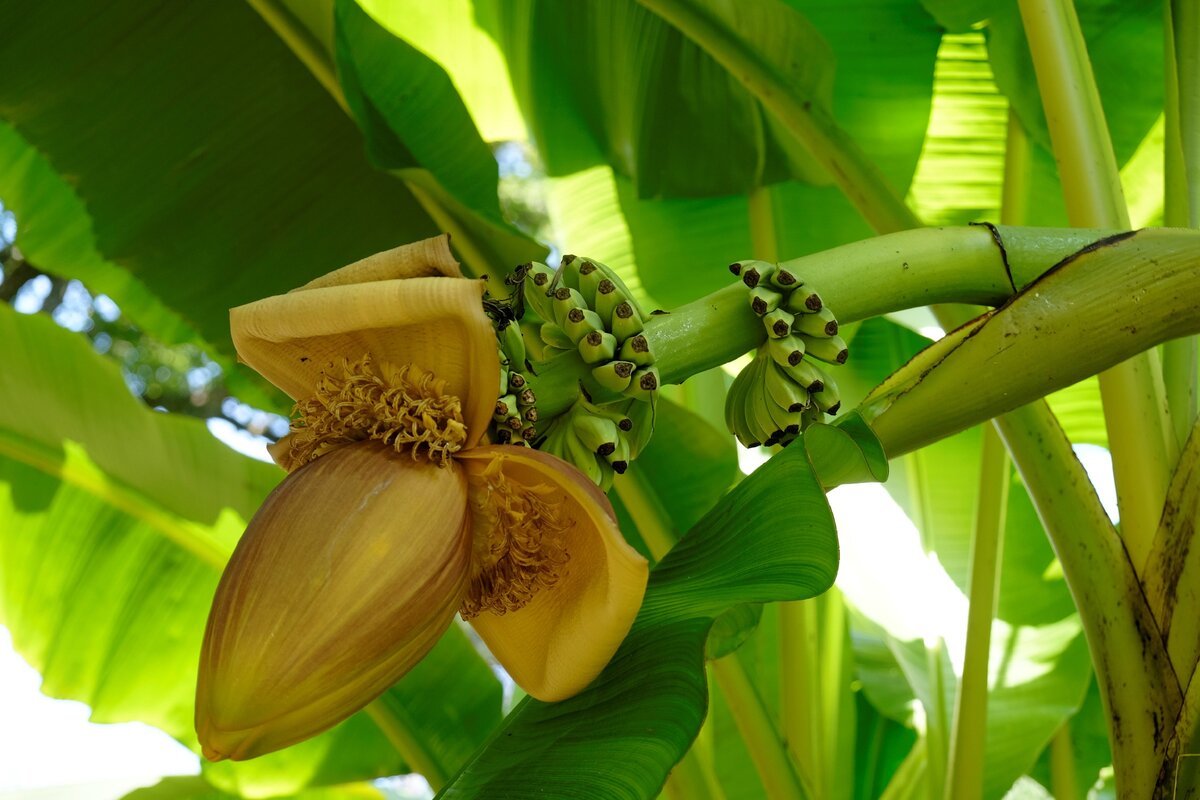Банан Бальбиса